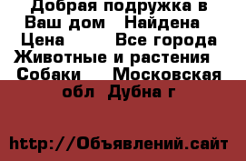 Добрая подружка,в Ваш дом!!!Найдена › Цена ­ 10 - Все города Животные и растения » Собаки   . Московская обл.,Дубна г.